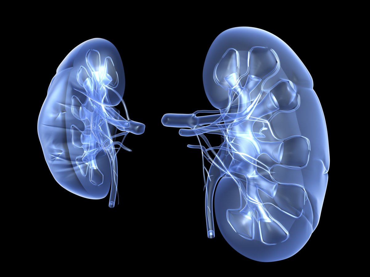 Computer-generated rendering of two kidneys.