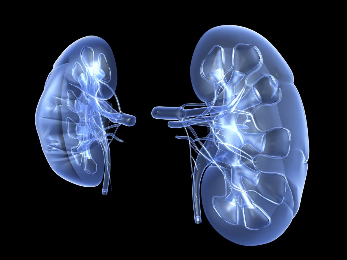 Representación generada por computadora de dos riñones.