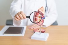 3D Diagram of a Kidney